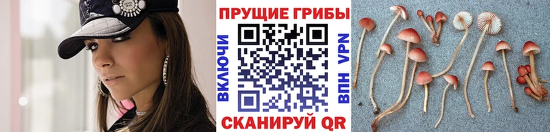 Купить где  Юрюзань  Галлюциногенные грибы GOLDEN TEACHER 